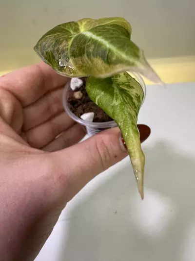 plant/Alocasia Black Velvet Gold-1-thumbnail