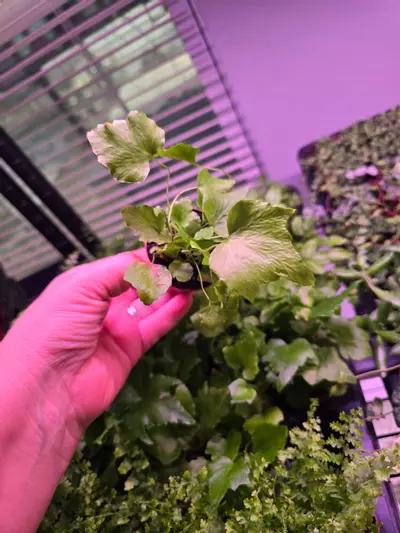 plant/Assorted Fern pixie 2in 4 pack-3-thumbnail