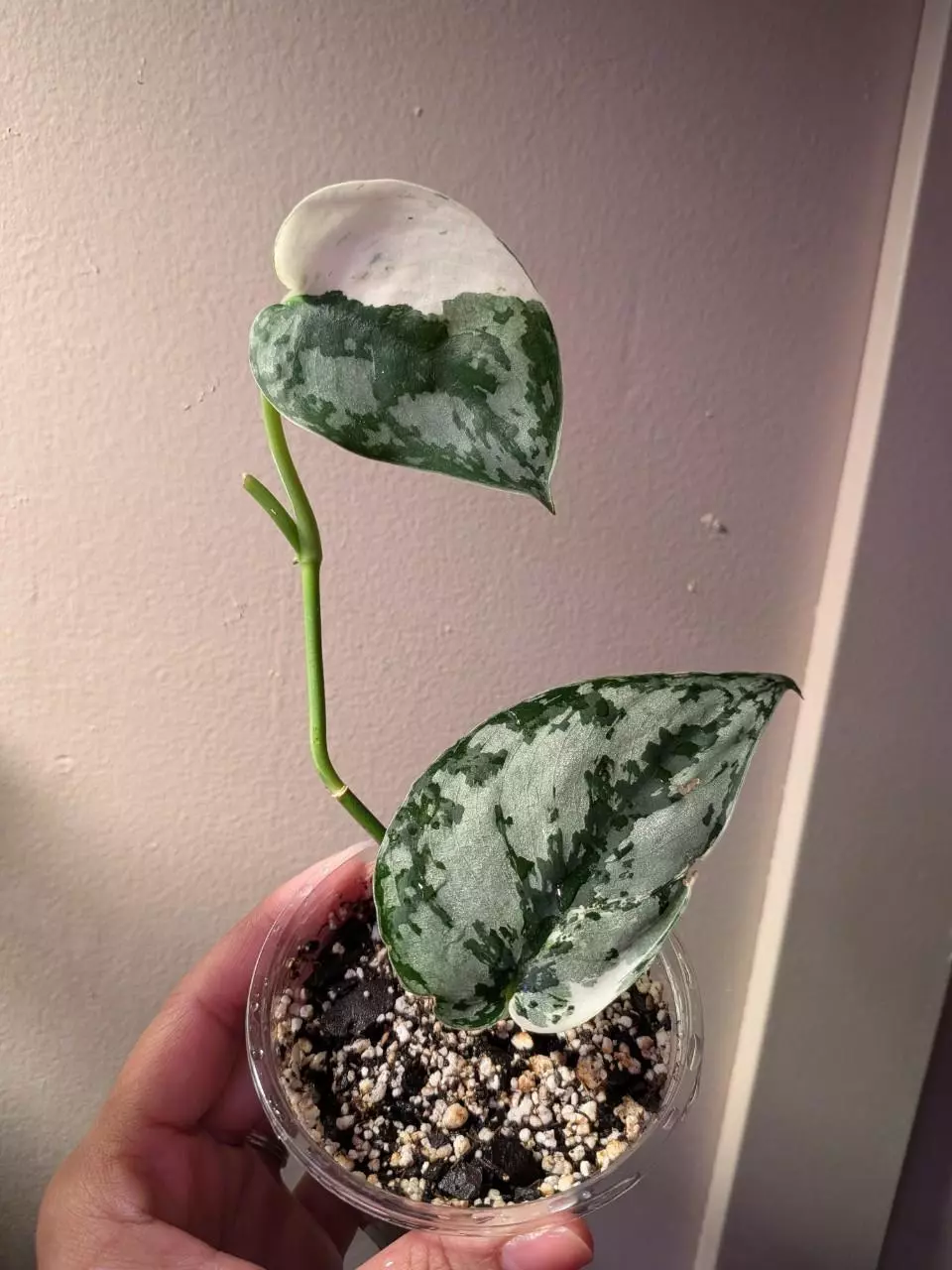 plant/Scindapsus Mariposa-0