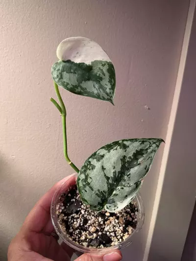 plant/Scindapsus Mariposa-0-thumbnail