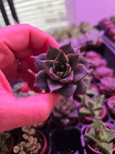 plant/Assorted Succulent Fairy Teacup 4 pack GC-4-thumbnail