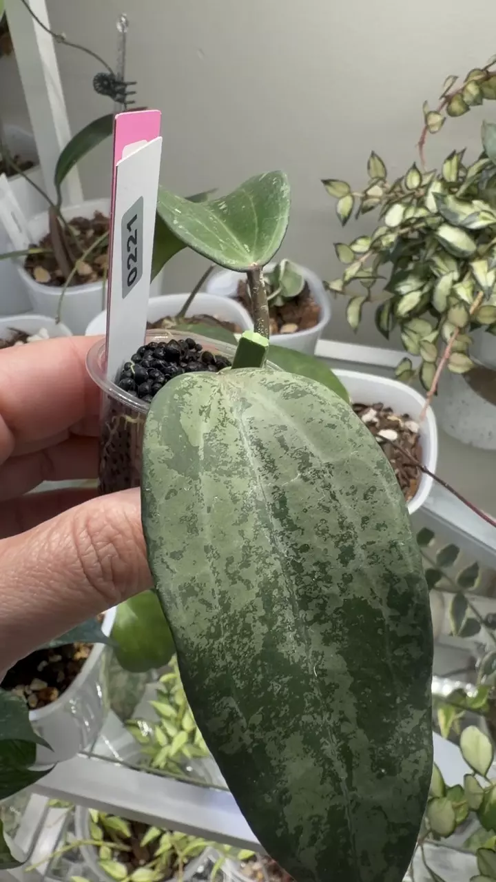 plant/0221 Hoya Latifolia silver splash 💦 Indonesia 🇮🇩-1