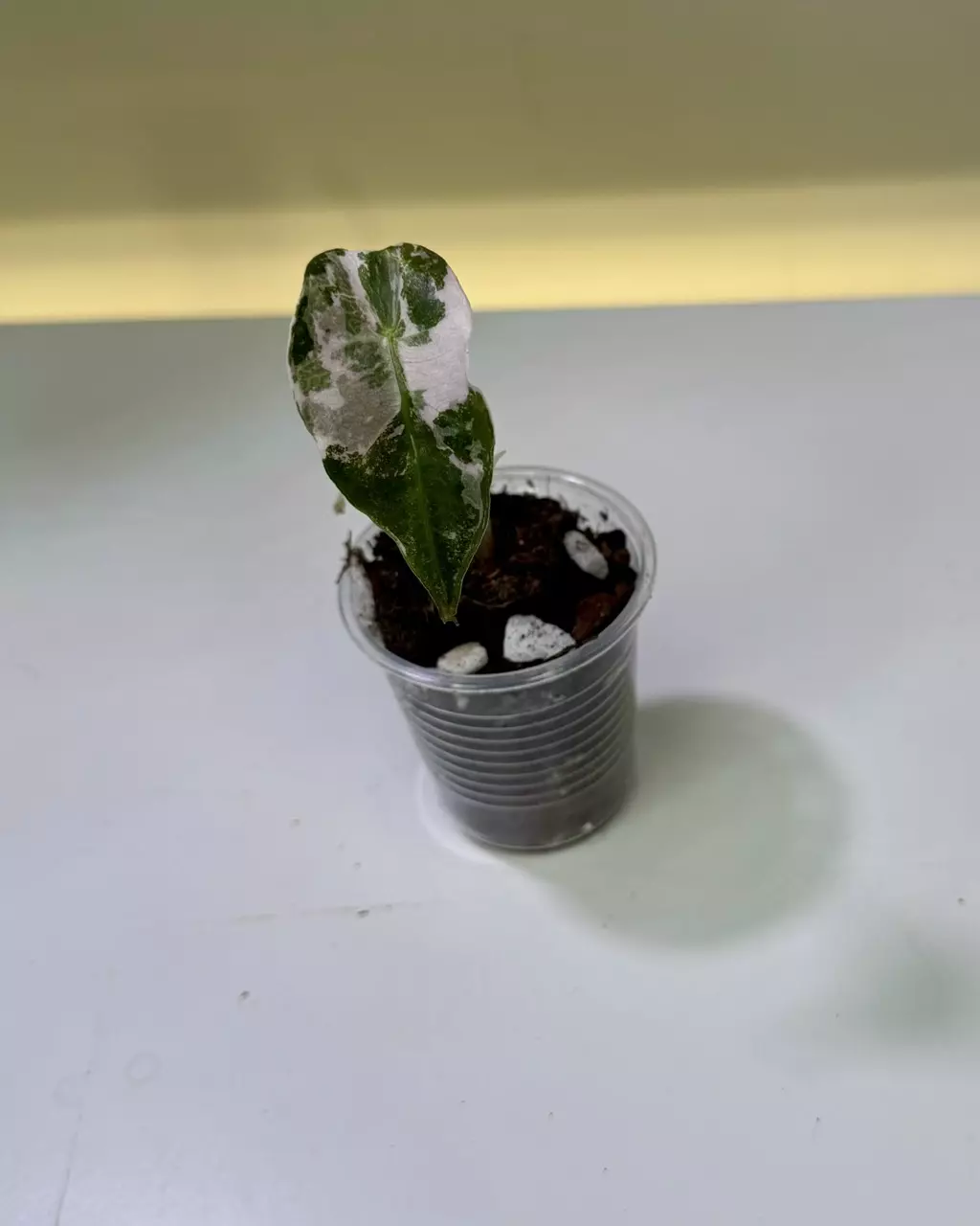 plant/Alocasia Pink Polly with high color offset-0