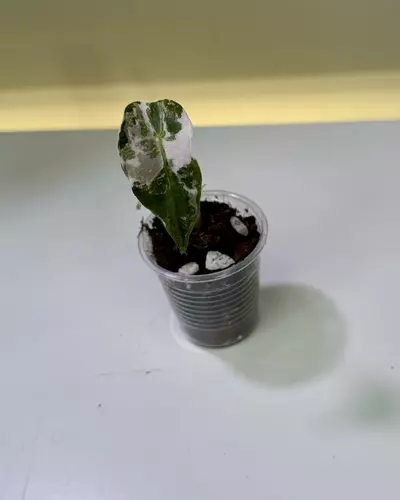 plant/Alocasia Pink Polly with high color offset-0-thumbnail