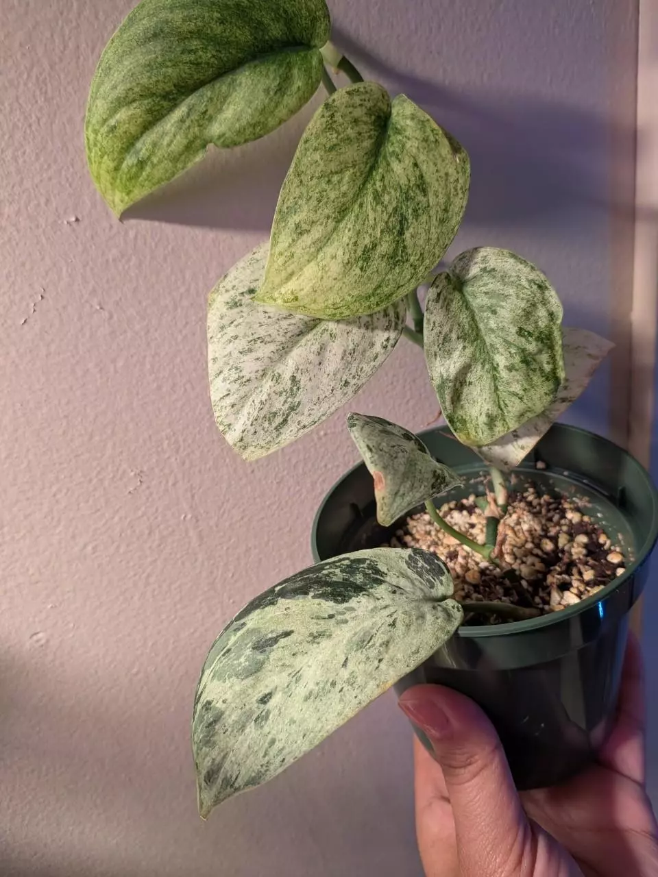 plant/Scindapsus Marble NOID-1