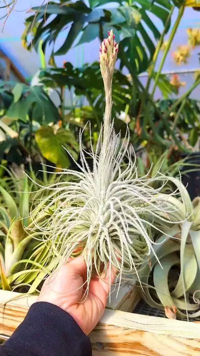 plant/L03 WYSIWYG Exact Plant Jumbo Tectorum Air Plant-0-thumbnail
