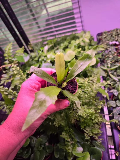 plant/Assorted Fern pixie 2in 4 pack-6-thumbnail