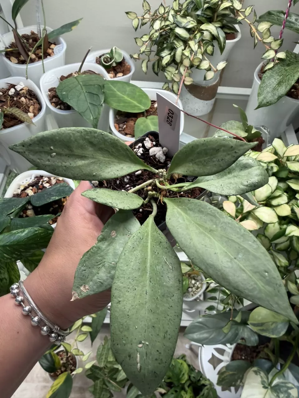 plant/0328 Hoya NGG-0