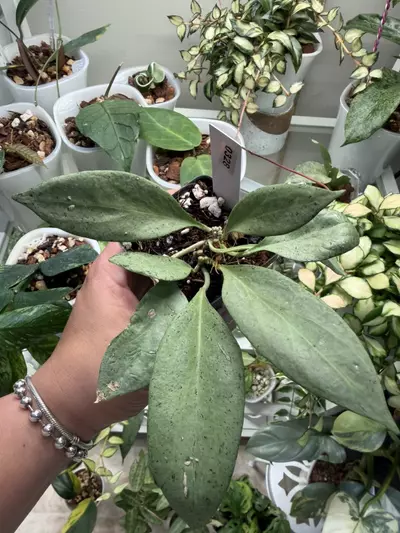 plant/0328 Hoya NGG-0-thumbnail