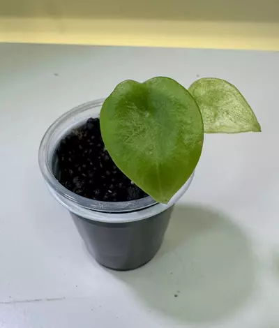 plant/Alocasia Nebula Mint - partial revert-0-thumbnail