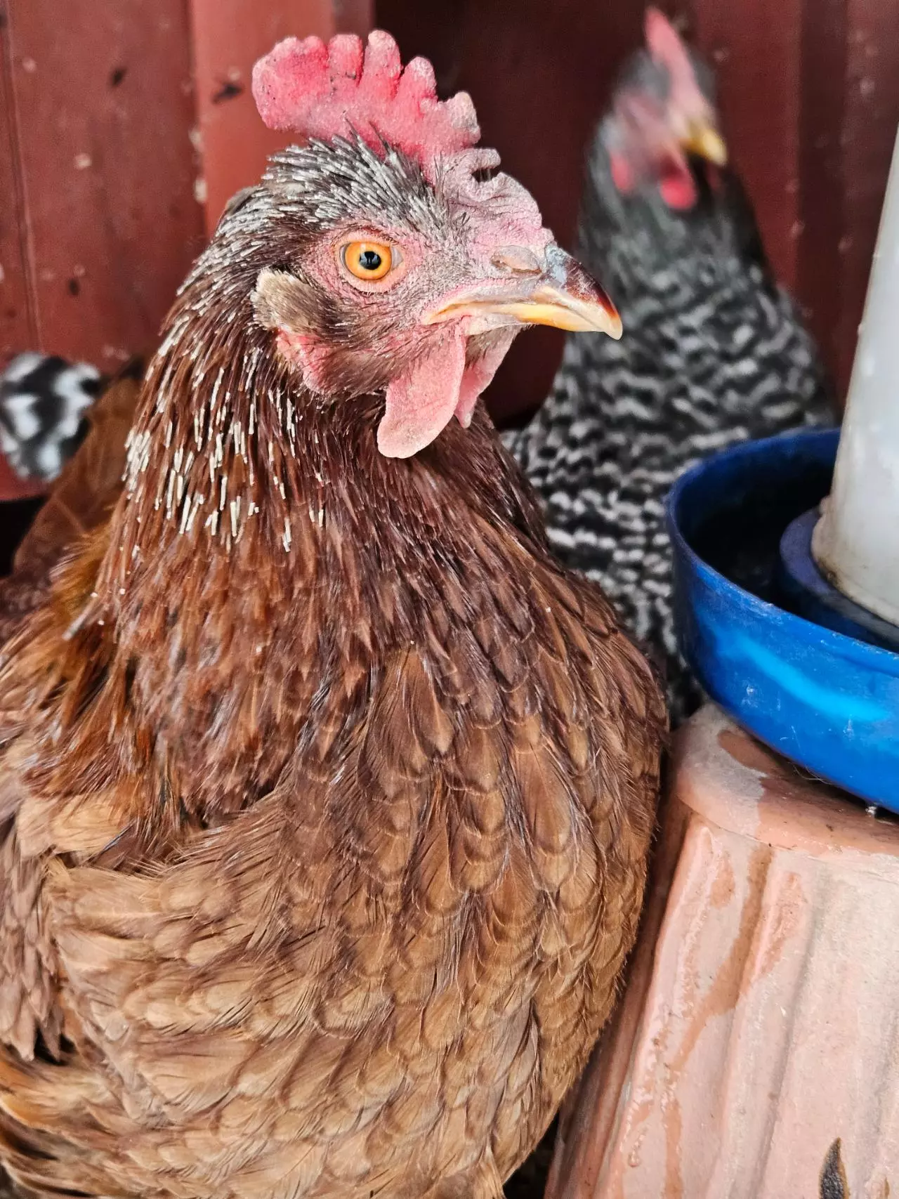 heat_pack/Winter protection pack!-0