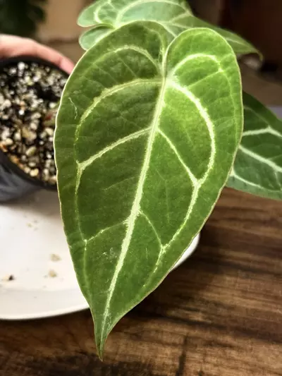 plant/A. Silver Blush x Velvet Mask #1-3-thumbnail