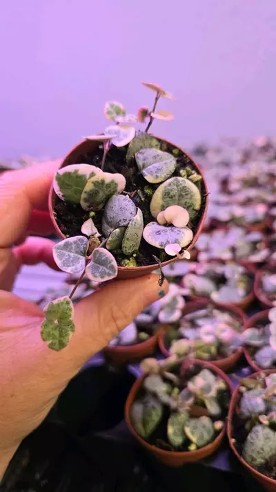 plant/String of Hearts pixie 2in GC-0-thumbnail