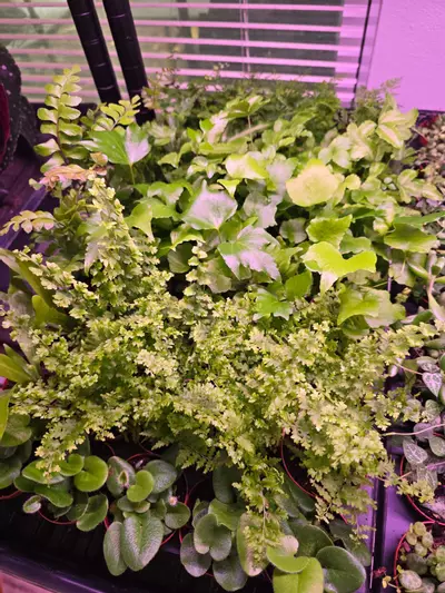 plant/Assorted Fern pixie 2in 4 pack-1-thumbnail