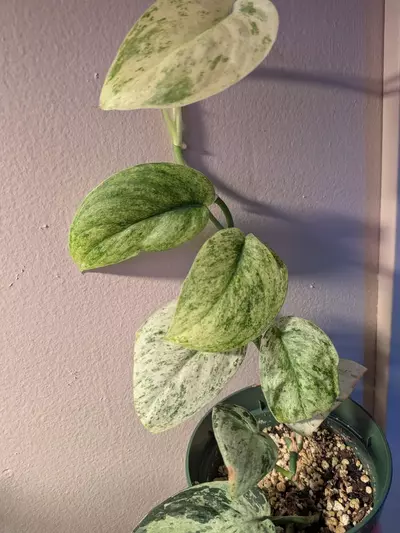 plant/Scindapsus Marble NOID-2-thumbnail