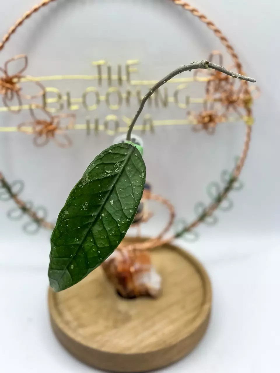 plant/48. sp Gunung Leuser NAPC005-0