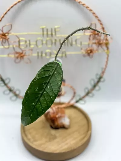 plant/48. sp Gunung Leuser NAPC005-0-thumbnail