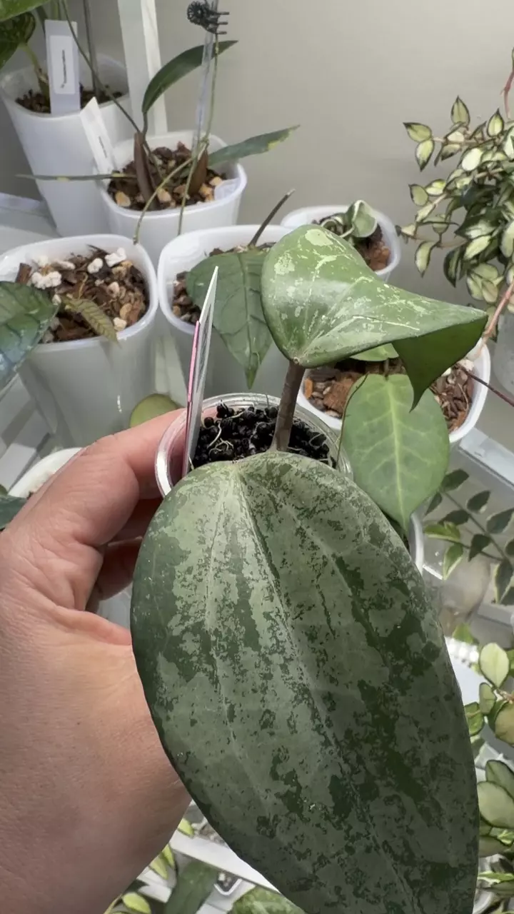 plant/0167 Hoya Latifolia silver splash 💦 Indonesia 🇮🇩-1