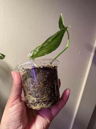 plant/Scindapsus Mariposa-3-thumbnail