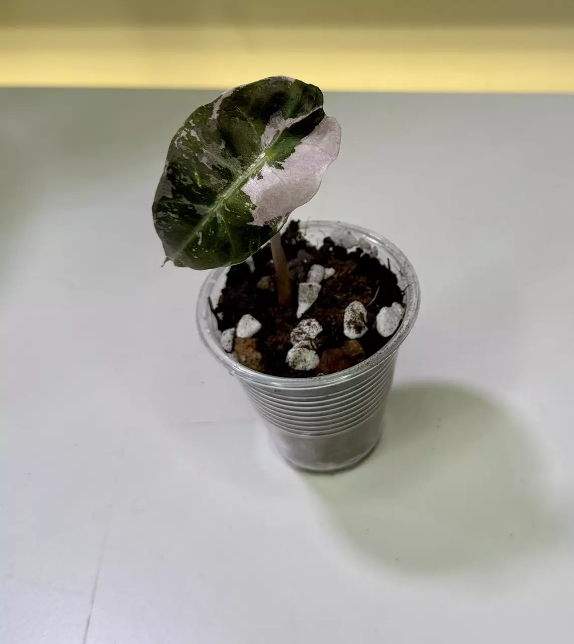 plant/Alocasia Pink Polly-0