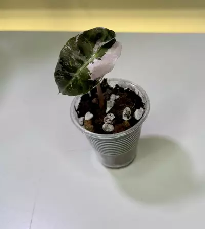 plant/Alocasia Pink Polly-0-thumbnail