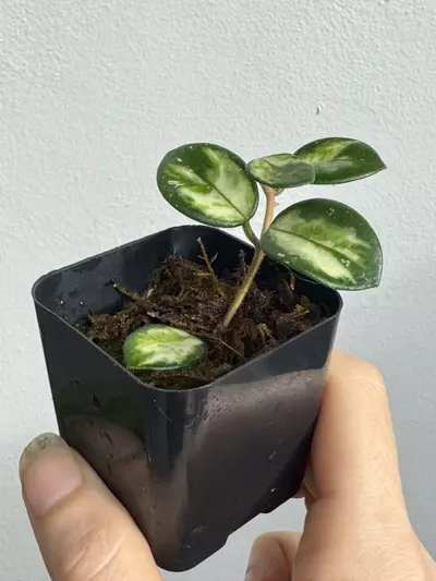 plant/Variegated Hoya Mathilde-3-thumbnail