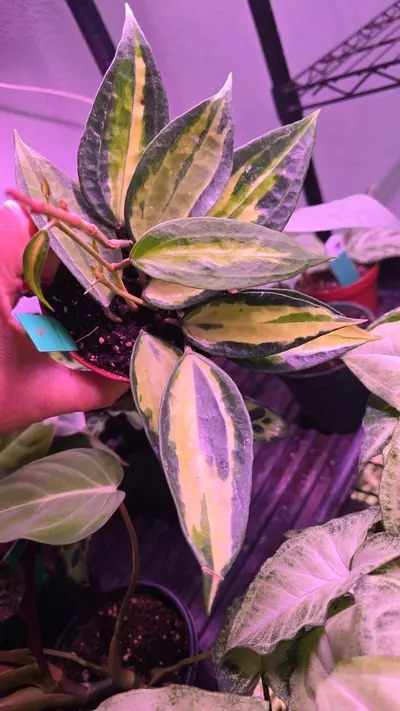 plant/Hoya macrophylla 'Pot of Gold' 4in GC aurea inner var-0-thumbnail