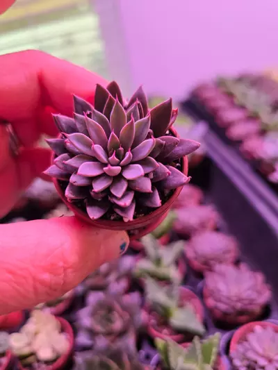 plant/Assorted Succulent Fairy Teacup 4 pack GC-2-thumbnail