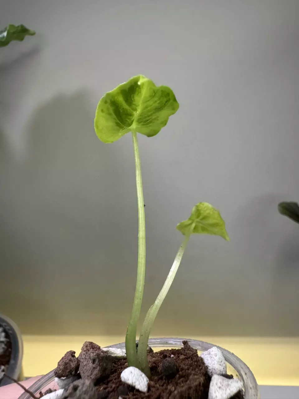 plant/Alocasia Frydek Tattoo-1