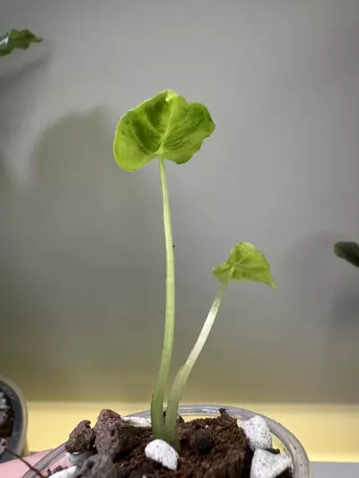 plant/Alocasia Frydek Tattoo-1-thumbnail