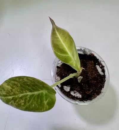 plant/Alocasia Black Velvet Gold-1-thumbnail