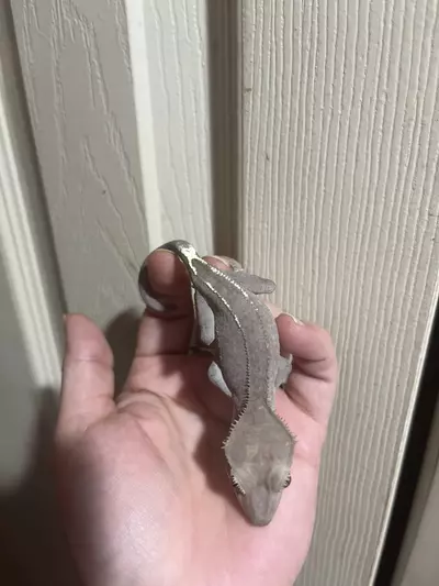 plant/Visual ax sonic x blotch 3/30/25 12g-2-thumbnail