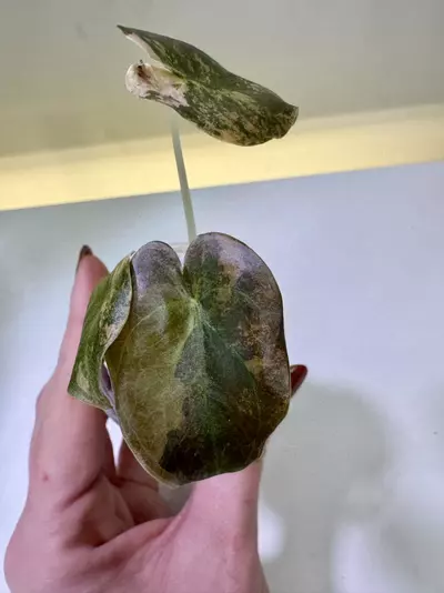 plant/Alocasia Cuprea Latte with peachy tones-1-thumbnail