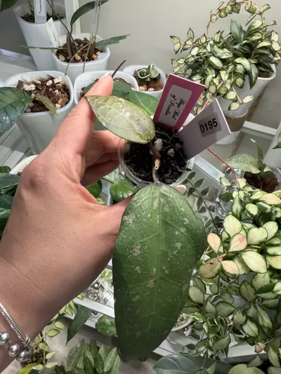 plant/0195 Hoya Bird of paradise-0-thumbnail