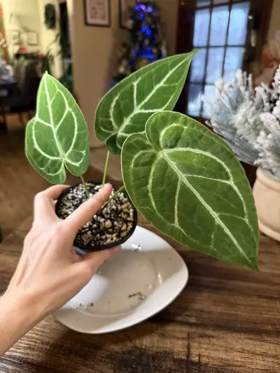 plant/A. Silver Blush x Velvet Mask #1-0-thumbnail