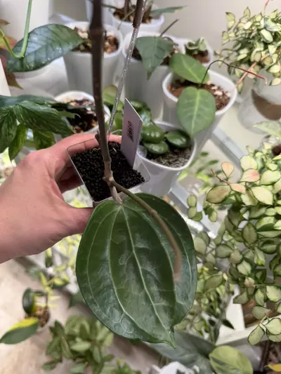 plant/0397 Hoya Sarawak-0-thumbnail