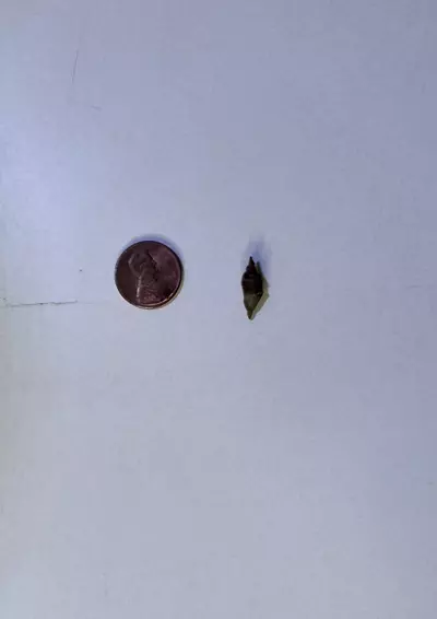 plant/Alocasia Grey Dragon CORM-1-thumbnail