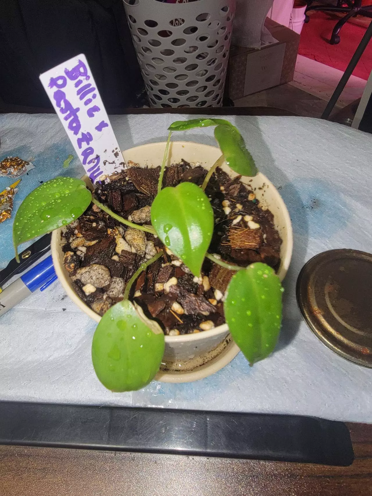 plant/🎁Philodendron Billienum(billietiae x pastazanum)🎁-0