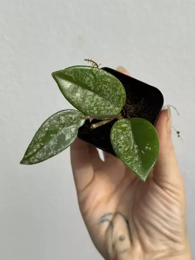 plant/Hoya Wilbur Graves China-3-thumbnail