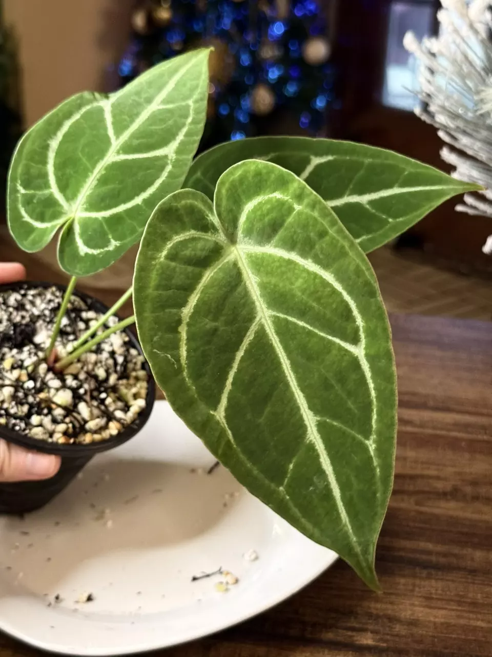 plant/A. Silver Blush x Velvet Mask #1-1