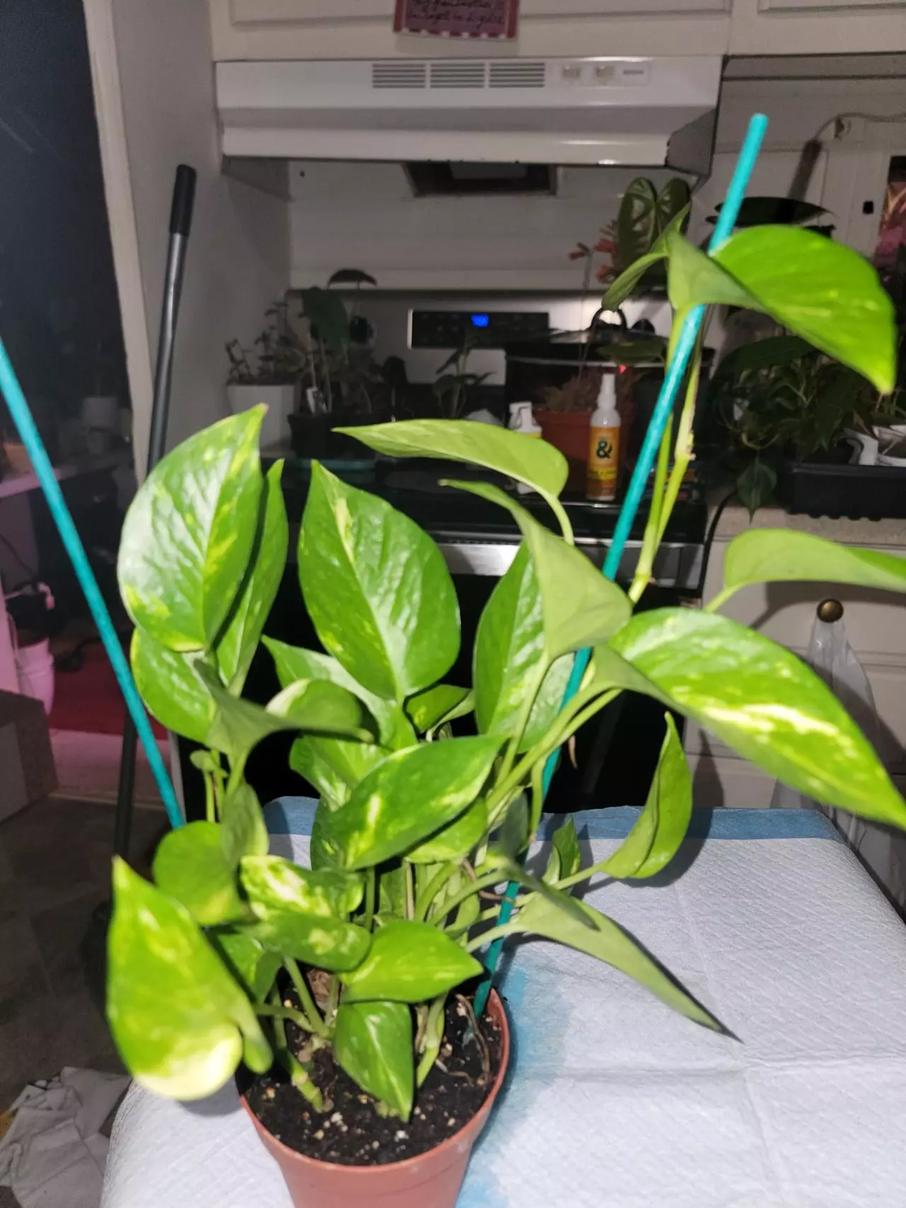 plant/Golden Pothos-0
