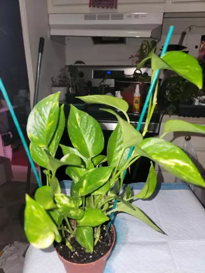plant/Golden Pothos-0-thumbnail