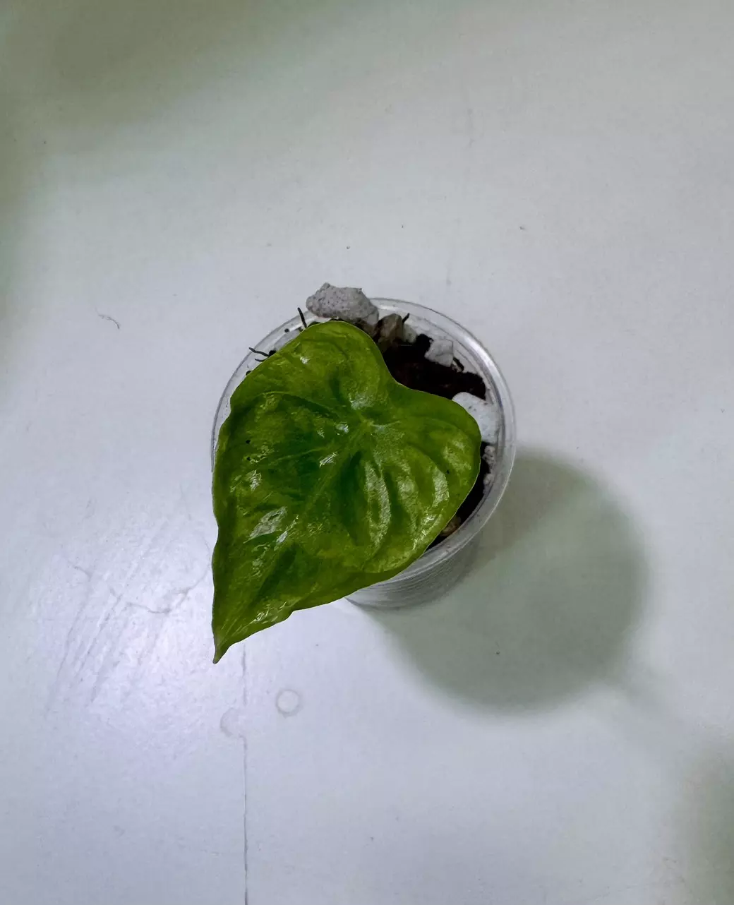 plant/Alocasia Frydek Tattoo-0