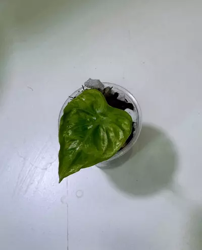 plant/Alocasia Frydek Tattoo-0-thumbnail