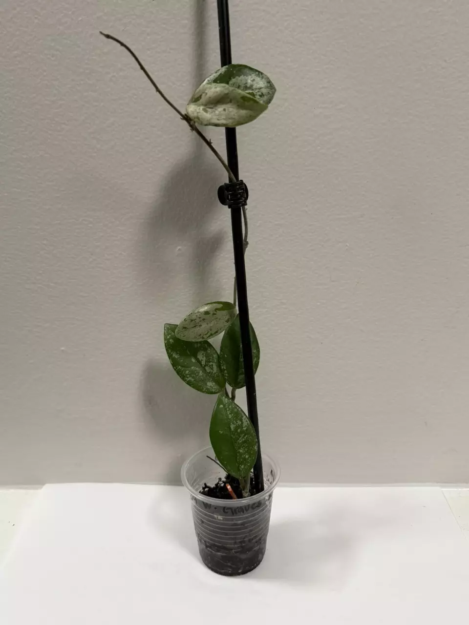 plant/Hoya Wilbur Graves-0