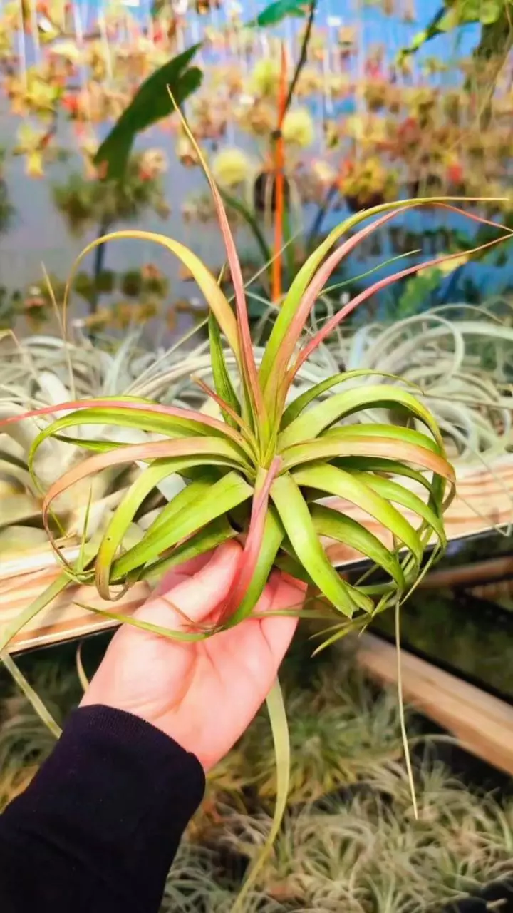 plant/L02 WYSIWYG Exact Plant Streptophylla Hybrid Air Plant Blushing-0