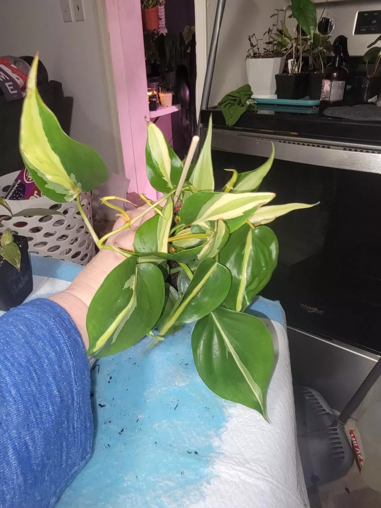 plant/Philodendron Silver Stripe 2-0