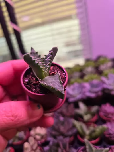 plant/Assorted Succulent Fairy Teacup 4 pack GC-3-thumbnail