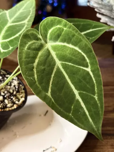 plant/A. Silver Blush x Velvet Mask #1-2-thumbnail