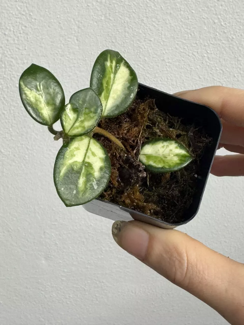 plant/Variegated Hoya Mathilde-1